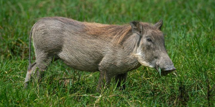 3 Days Tarangire, Ngorongoro & Lake Manyara Safari