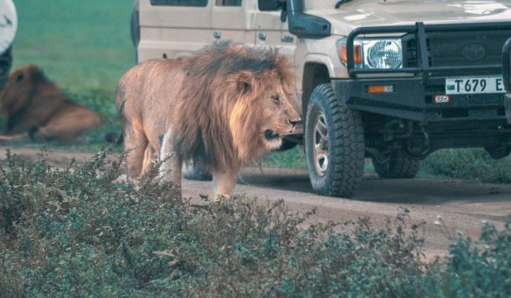 Game Drive in Serengeti National Park