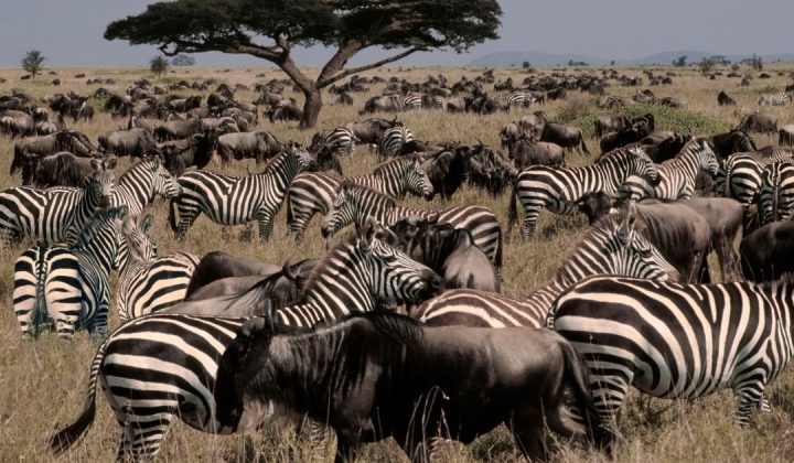 Serengeti National Parks