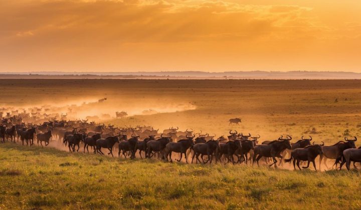 Ultimate 6-Day Migration Safari Adventure