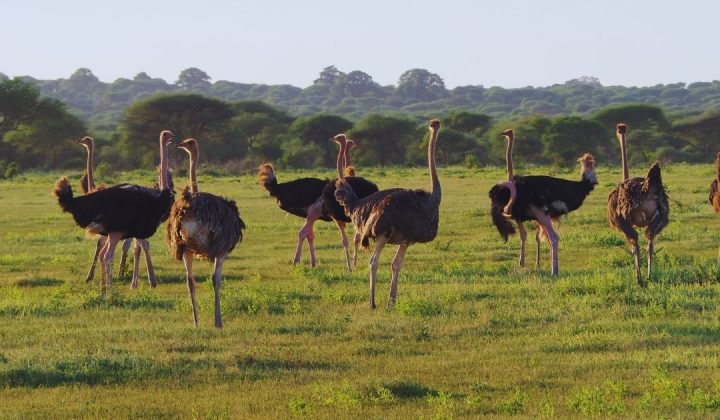 Wild animal tarangire