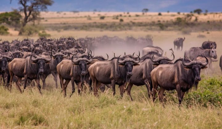 Wildebeest Migration