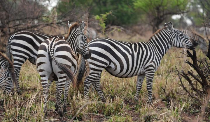Zebras in Serengeti